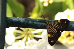 Phaeochlaena lampra