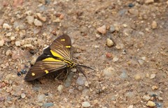 Phaeochlaena lampra