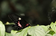 Parides tros