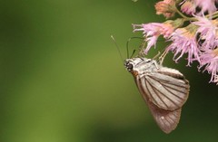 Paracarystus hypargyra