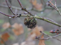 Andricus foecundatrix