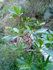 Voacanga thouarsii