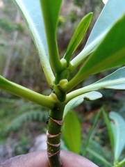 Voacanga thouarsii