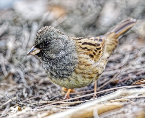 Black-faced Bunting