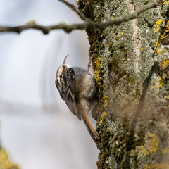 Certhia brachydactyla
