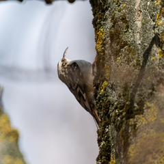 Certhia brachydactyla