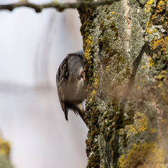 Certhia brachydactyla