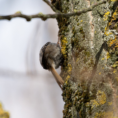 Certhia brachydactyla
