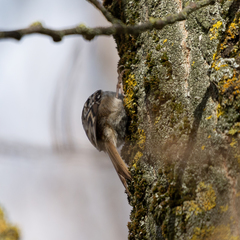 Certhia brachydactyla