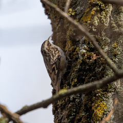 Certhia brachydactyla