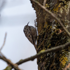 Certhia brachydactyla