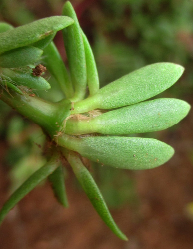 Portulaca amilis image