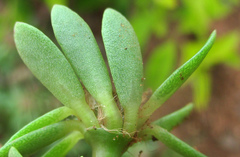 Portulaca amilis image