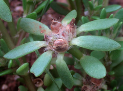 Portulaca amilis image