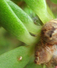 Portulaca amilis image