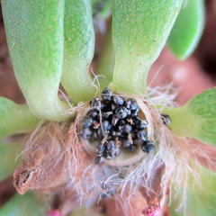 Portulaca amilis image