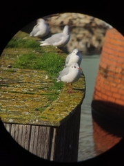 Chroicocephalus ridibundus