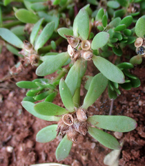 Portulaca amilis image