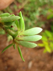 Portulaca amilis image