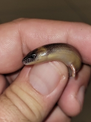 Anomalopus verreauxii