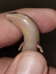 Anomalopus verreauxii