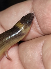 Anomalopus verreauxii