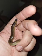 Anomalopus verreauxii