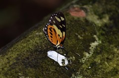 Lepidoptera