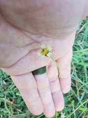 Tridax procumbens