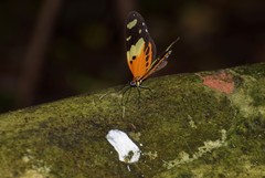 Lepidoptera