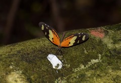 Lepidoptera