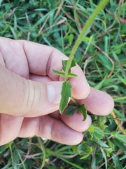 Tridax procumbens