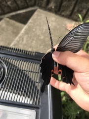 Papilio demetrius