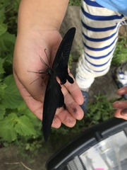 Papilio demetrius