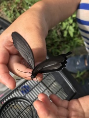 Papilio demetrius