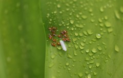 Hemiptera