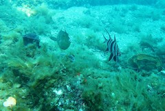 Cochleoceps bicolor