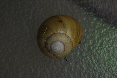 Xanthomelon pachystylum