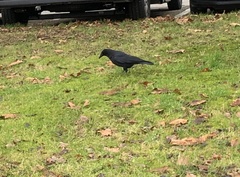 Corvus corone