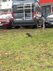 Corvus corone