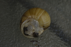 Xanthomelon pachystylum