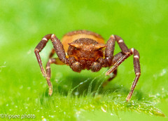 Thomisus spectabilis