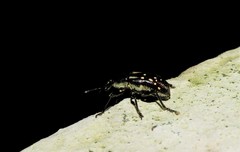 Curculionidae