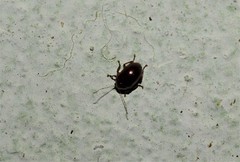 Coleoptera