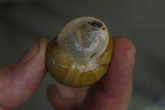 Xanthomelon pachystylum