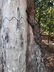 Lagerstroemia microcarpa