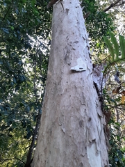 Lagerstroemia microcarpa
