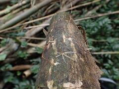 Pterula
