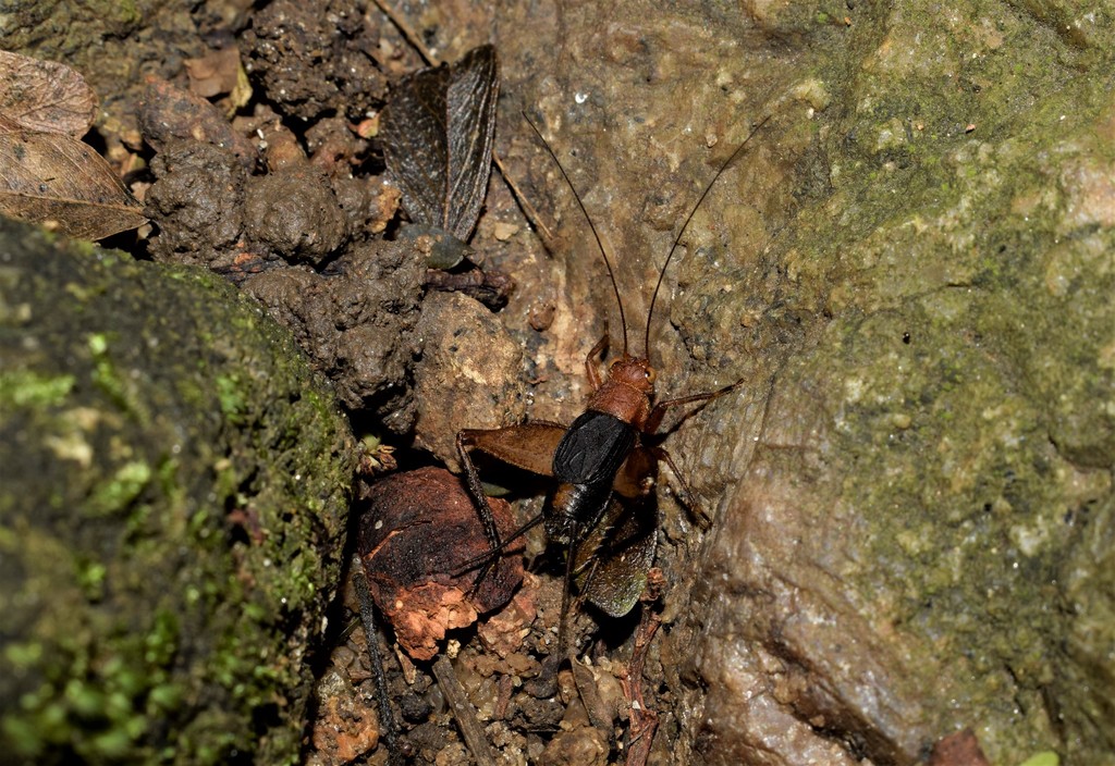 Lernecopsis beto