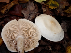 Tricholoma album